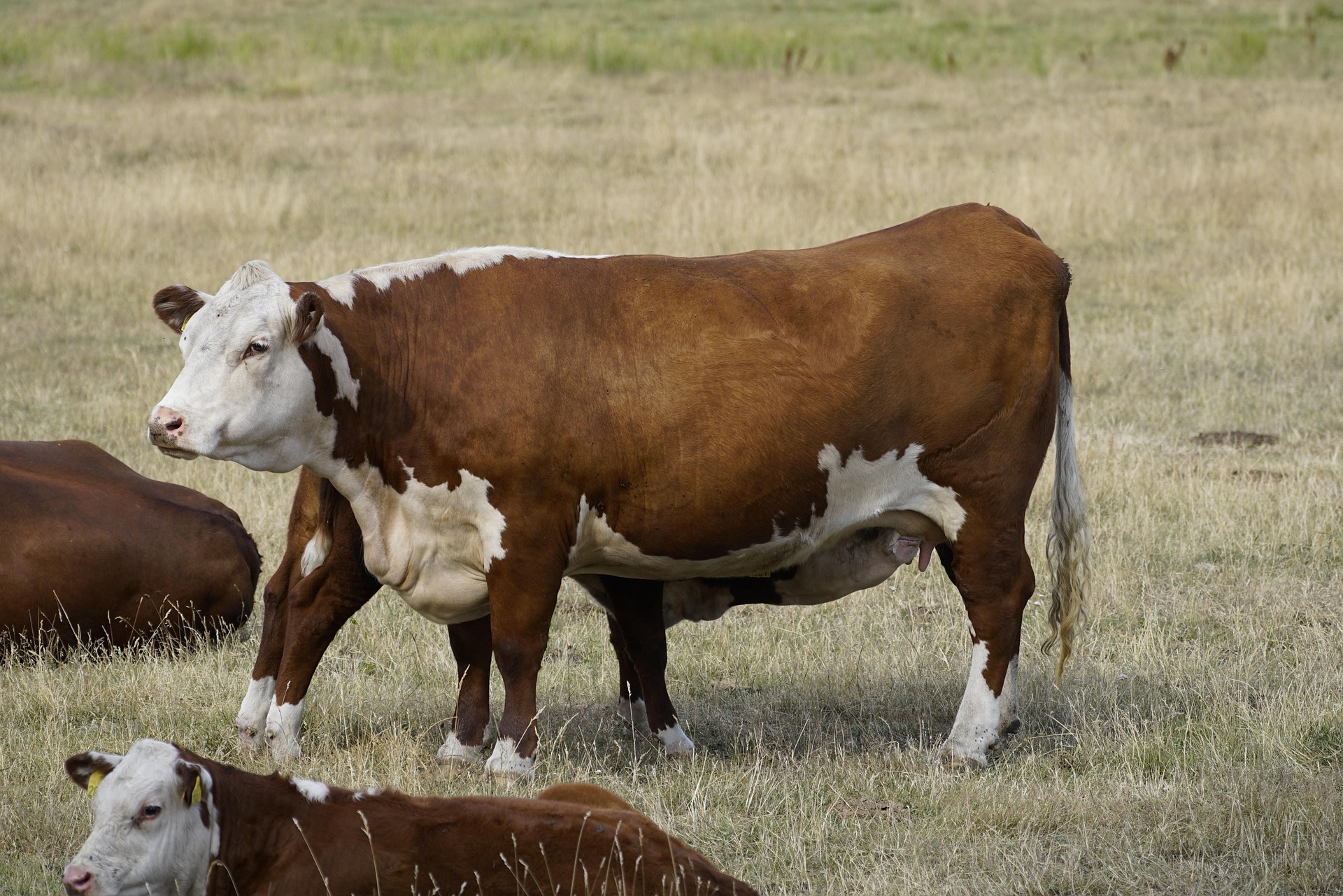 Ganado bovino en pradera