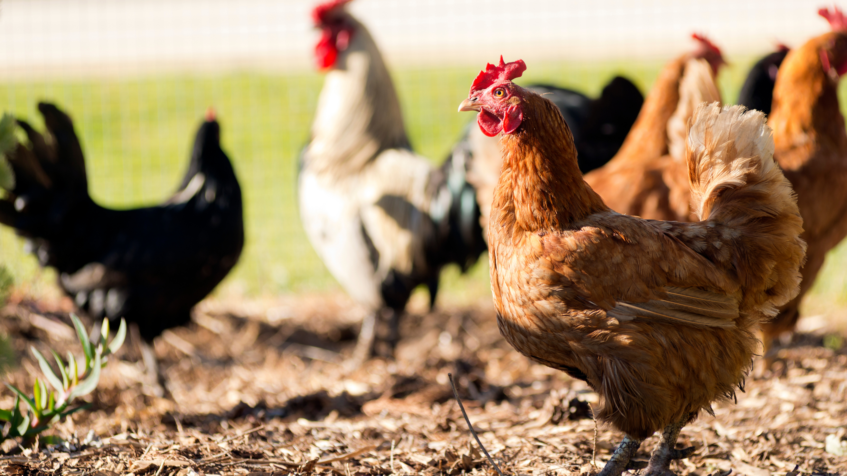 Aves comiendo en campo