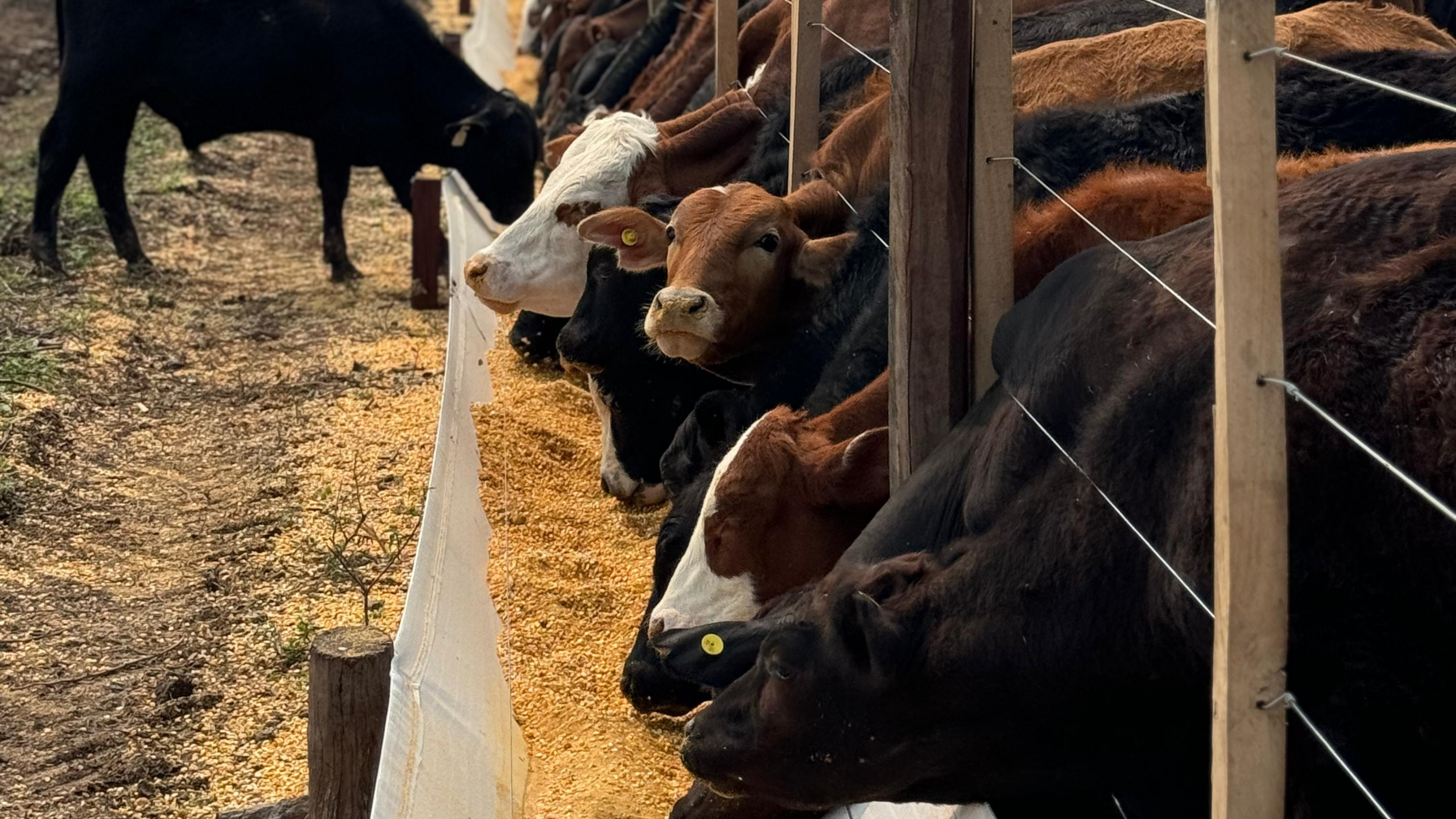 Equipo veterinario profesional