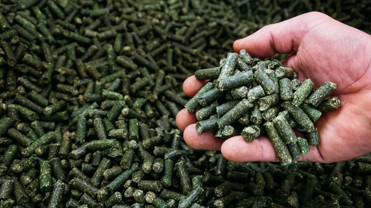 Pellets de Alfalfa