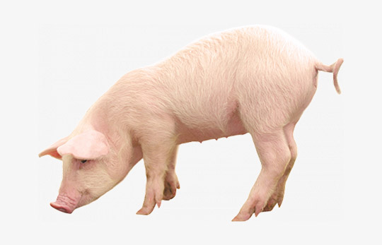 Cerdos Premium – Vasquetto Nutrición Animal