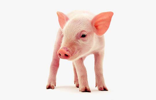 Cerdos – Vasquetto Nutrición Animal – Río Cuarto