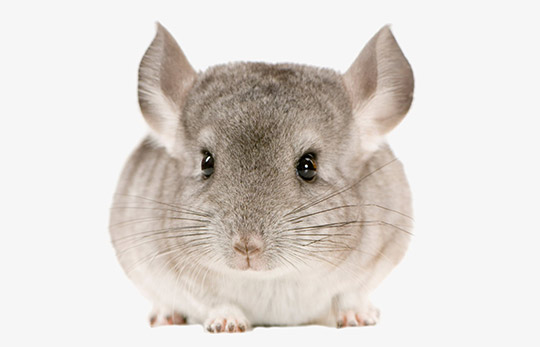 Chinchillas - Vasquetto Nutrición Animal